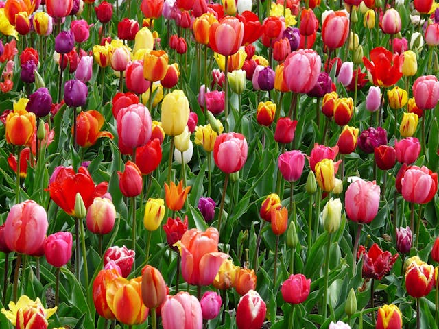 Jardin de fleurs sauvages